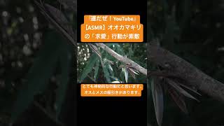 【ASMR】オオカマキリの「求愛」行動が素敵 #虫の音 #交尾の音 #asmr #咀嚼音韓国 #mating #asmrkorea