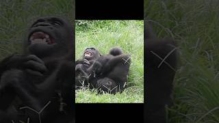 gorilla brothers playing 🤣 #gorillatag #金剛猩猩 #台北市立動物園 #shorts