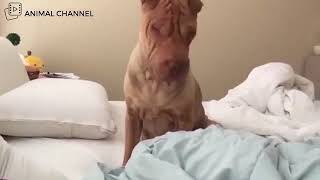 かわいい猫や犬たちが、寝ている飼い主を起こす姿が超可愛い！Cute Cats and Dogs Waking Up Owners