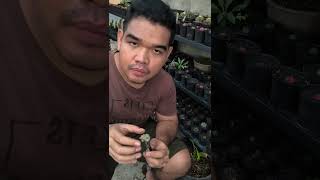 Semua usaha pasti akan berbuah, berbuah capek maksudnya. #berkebun #tanaman