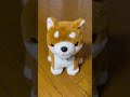 こうた君が有能すぎた【イッヌ】 shorts 犬