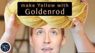 Botanical Yarn Dye Experiment: Goldenrod Flowers for Natural YELLOW Wool DYE | Last Minute Laura