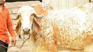 RAVARY GIR GAUSHALA morbi @jayrajbhai_boricha #gircow #gir