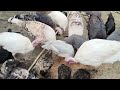 দানা খৰচ কমাবৰ উপায়। poultry farm in assam । turkey chicken farming । turkey bird farming