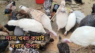 দানা খৰচ কমাবৰ উপায়। Poultry farm in Assam । Turkey chicken farming । Turkey bird farming