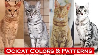 Top 10 Ocicat Colors \u0026 Patterns / Tpyes of Ocicat Colors