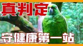 入門養鳥啟示錄！竟然還能用「聽」的判斷鸚鵡是否健康？「健康鸚鵡」非知不可的10個重要特徵！10 characteristics of healthy parrots！【鸚鵡小木屋】【10個鳥知識】