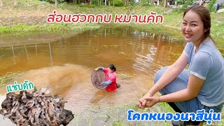 ส่อนฮวกกบ Tadpole ที่โคกหนองนา หมานคักกกก |น้านันส่อนลูกอ๊อดได้ทุกครั้ง!