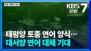 태평양 토종 연어 양식…대서양 연어 대체 기대 / KBS  2024.11.04.