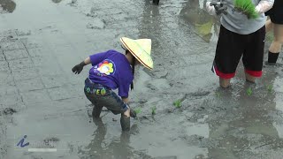 食農教育 愛稻永遠 羅東鎮幼親子插秧活動