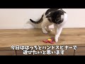 これがハンドスピナーを初めて見た子猫の反応です a kitten looks at its hand spinner for the first time.