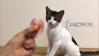 これがハンドスピナーを初めて見た子猫の反応です      A kitten looks at its hand spinner for the first time.