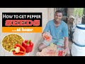 How to plant pepper (1) || how to simply get pepper seed at home