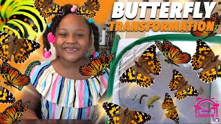 Painted Lady Butterfly Transformation Kit