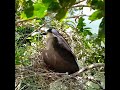 black crowned bird perched on nest with chicks