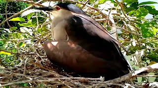 Black crowned bird perched on nest with chicks