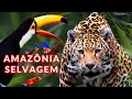 AMAZÔNIA SELVAGEM | DOCUMENTÁRIO | ANIMAIS SELVAGENS da AMAZÔNIA | FLORESTA AMAZÔNICA | RIO AMAZONAS