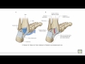 anatomy 1 c4 l8 ankle joint and retinacula of the foot