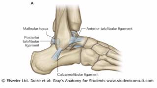 Anatomy 1 | C4 - L8 | Ankle joint and retinacula of the foot