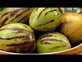 Pepino melon diimport dari Amerika Selatan kadar percambahan 100%