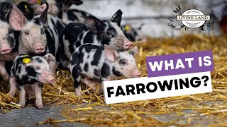 What is farrowing?