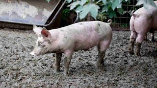 How to Control a Pig's Rooting Behavior | Pet Pigs