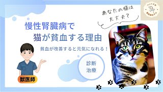 猫の貧血が慢性腎不全のサインかもしれない！知っておきたい病気のこと