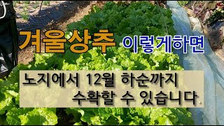 겨울 상추 이렇게 하면 노지에서 12월 하순까지 수확할 수 있습니다. #겨울 상추 가꾸기 #상추 보온방법.