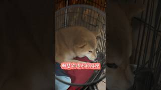 世上沒有醜狗狗 只有懶狗狗== #柴犬 #shibainucoin #搞笑