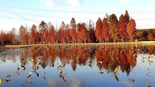 泰安水中落羽松祕境-水漾落羽松夢幻登場-