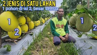 Kehebatan Tanam Melon 2 Jenis Di Satu Tempat Hasilnya Memukau