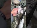 salmon fishing limit out！ salmonfishing 钓三文鱼 fishing 钓鱼 tenkarafishing