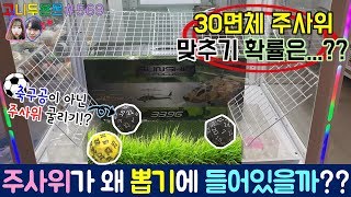 사장님의 섬세한 뽑기 설계(?)!! 뽑기에 들어 있는 잔디 필드 위에서 30면체 주사위를 맞추는 이색 뽑기 도전!! (고니두욘몬 20180526) #569