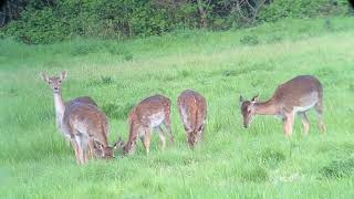 Fallow Deer grazing