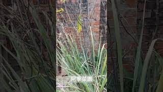 Lemongrass 香茅/Aloe flower 蘆薈開花