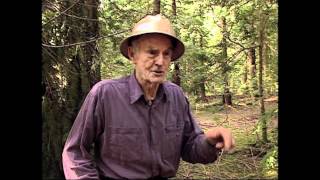 Ecoforestry Pt 3-Natural Regeneration