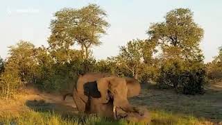 Big bull elephant suddenly launches attack on lone rhino