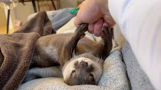 飼い主の愛より好きなジャーキーを寝そうなカワウソに置いた I placed jerky, her favorite food, on an otter about to sleep.