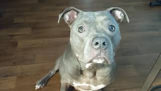 Cute Pitbull Talks For His Food So Smart For A Dog 🐶🐾