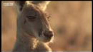 Kangaroos hopping to water - BBC Wildlife