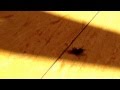 Break Dancing fly Back Spin