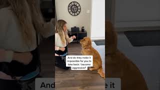 Dog Stealing Stuff Fix It Today