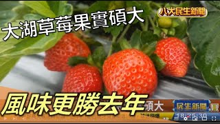 大湖草莓果實碩大 風味更勝去年 |【民生八方事】| 2022120206 @gtvnews27