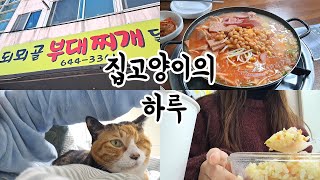 집고양이의 하루 #29 풍자 또간집 통영(되뫼골 부대찌개),직장인의 점심 도시락,로얄캐닌 무료 샘플 신청