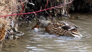 Mallard Duck Eats Frog HQ HD