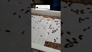 Mealworm Q\u0026A - how to get beetles