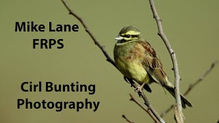 Photographing Cirl buntings in Devon