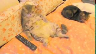 小貓咪看電視打瞌睡(My cat  watch TV  just like human)