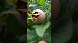 Common medlar - a fruit that ripens in winter #shorts