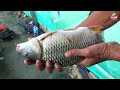 the hardest parent champion the most sadistic recipe for white carp bait from tofu ❗❗ pond dra...